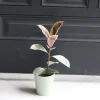 Ficus Tineke Rubber Tree Live Plant – Variegated Houseplant – 4 inch Pot – Easy Care Indoor Plant - Image 1