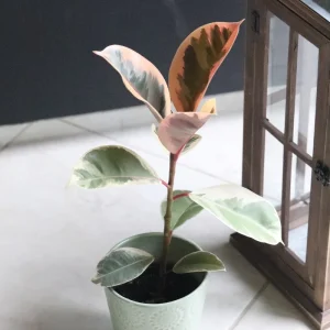 Ficus Tineke Rubber Tree Live Plant – Variegated Houseplant – 4 inch Pot – Easy Care Indoor Plant - Image 3