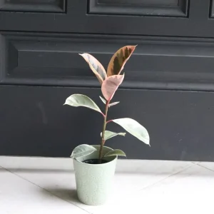Ficus Tineke Rubber Tree Live Plant – Variegated Houseplant – 4 inch Pot – Easy Care Indoor Plant - Image 1