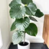 Ficus Umbellata Live Plant – 4 inch Pot – Indoor Houseplant - Image 1