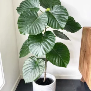 Ficus Umbellata Live Plant – 4 inch Pot – Indoor Houseplant - Image 1