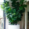 Fiddle Leaf Fig Live Plant – 2 inch Pot – Indoor Houseplant - Image 1