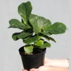 Fiddle Leaf Fig Tree - Large Ficus Lyrata Live Plant - 6 inch Nursery Pot - Indoor Air Purifying Houseplant - Image 1