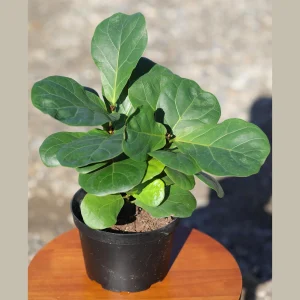 Fiddle Leaf Fig Tree - Large Ficus Lyrata Live Plant - 6 inch Nursery Pot - Indoor Air Purifying Houseplant - Image 5