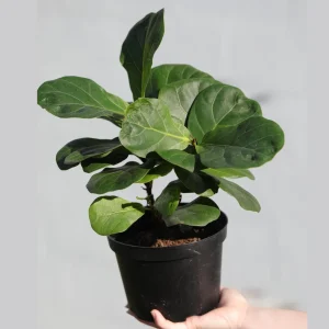 Fiddle Leaf Fig Tree - Large Ficus Lyrata Live Plant - 6 inch Nursery Pot - Indoor Air Purifying Houseplant - Image 6