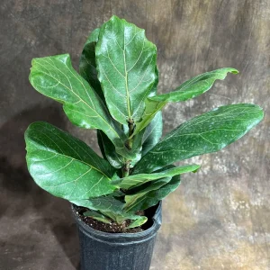 Fiddle Leaf Fig Tree Live Plant – Ficus Lyrata – 2 Feet Tall in 10