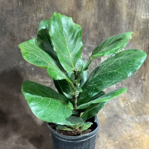 Fiddle Leaf Fig Tree Live Plant – Ficus Lyrata – 2 Feet Tall in 10