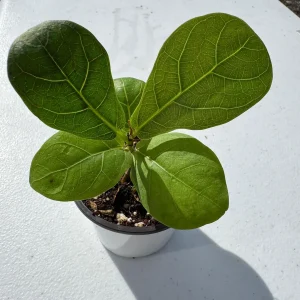 Fiddle Leaf Fig Tree Live Plant - Ficus Lyrata - 2 inch Pot - Indoor Houseplant - Image 4