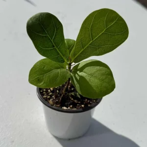 Fiddle Leaf Fig Tree Live Plant - Ficus Lyrata - 2 inch Pot - Indoor Houseplant - Image 6