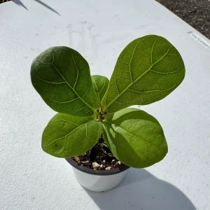 Fiddle Leaf Fig Tree Live Plant - Ficus Lyrata - 2 inch Pot - Indoor Houseplant - Image 7