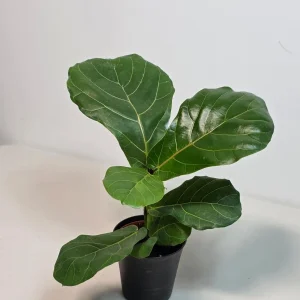 Fiddle Leaf Fig Tree Live Plant - Ficus Lyrata 4 inch Pot - Indoor Houseplant - Image 3