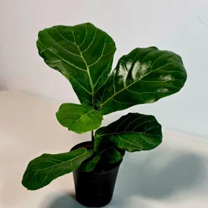 Fiddle Leaf Fig Tree Live Plant - Ficus Lyrata 4 inch Pot - Indoor Houseplant - Image 1