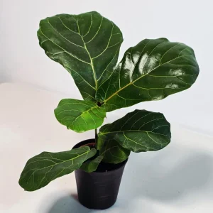 Fiddle Leaf Fig Tree Live Plant - Ficus Lyrata 4 inch Pot - Indoor Houseplant - Image 4
