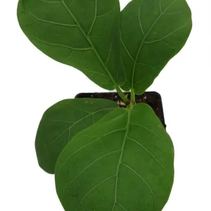 Fiddle Leaf Fig Tree Live Plant - Ficus Lyrata - Indoor Tree - 2.5