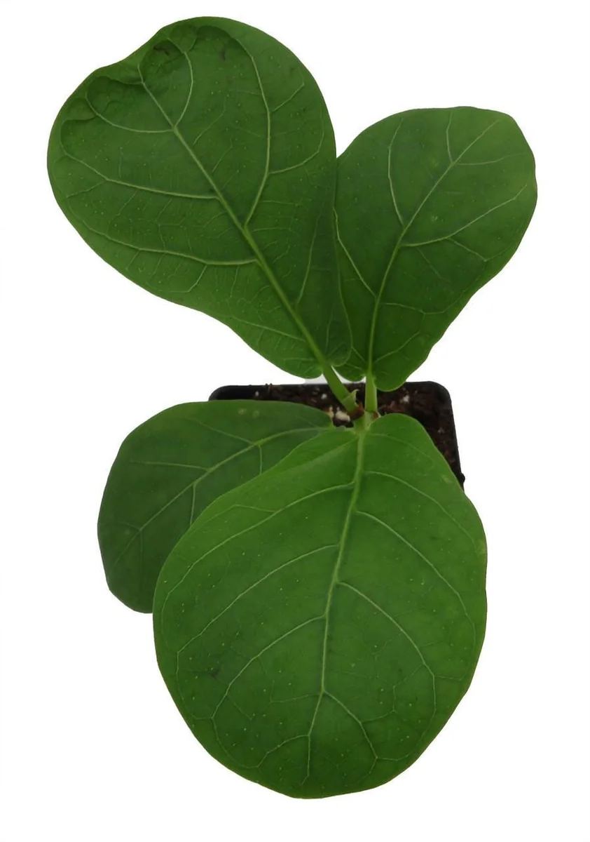 Fiddle Leaf Fig Tree Live Plant - Ficus Lyrata - Indoor Tree - 2.5" Pot - Image 2