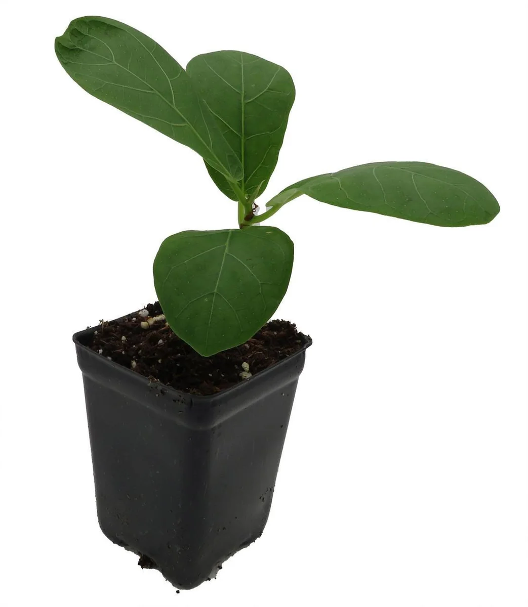 Fiddle Leaf Fig Tree Live Plant - Ficus Lyrata - Indoor Tree - 2.5" Pot - Image 3