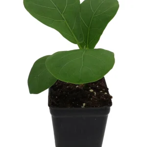 Fiddle Leaf Fig Tree Live Plant - Ficus Lyrata - Indoor Tree - 2.5