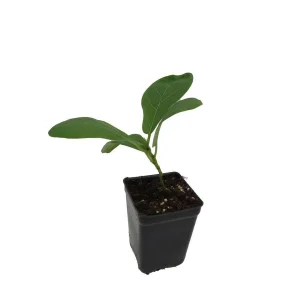 Fiddle Leaf Fig Tree Live Plant - Ficus Lyrata - Indoor Tree - 2.5