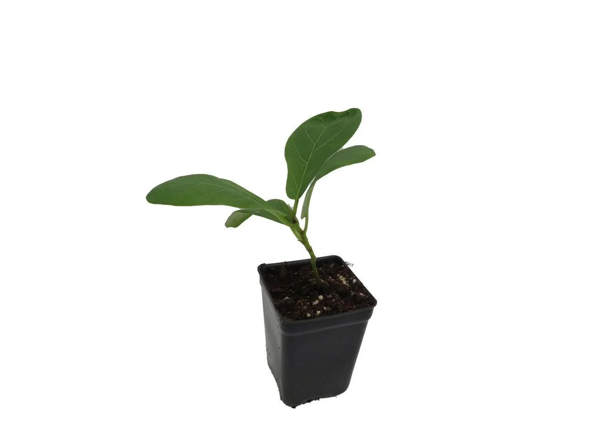 Fiddle Leaf Fig Tree Live Plant - Ficus Lyrata - Indoor Tree - 2.5" Pot - Image 4