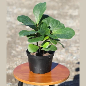 Fiddle Leaf Fig Tree Live Plant - Large Ficus Lyrata in 6 inch Nursery Pot - Indoor Air Purifying Houseplant - Image 1