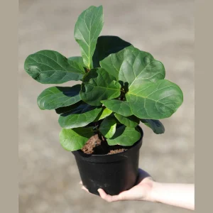 Fiddle Leaf Fig Tree Live Plant - Large Ficus Lyrata in 6 inch Nursery Pot - Indoor Air Purifying Houseplant - Image 6