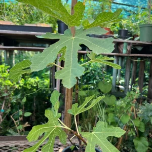 Fig Mission Live Plant - 1-2ft Tall, Sweet Purple-Black Fruit, 6