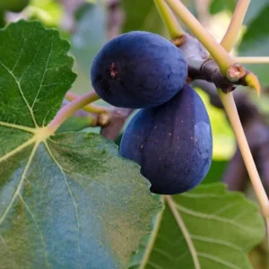 Fig Mission Live Plant - 1-2ft Tall, Sweet Purple-Black Fruit, 6