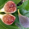 Fig Tree Seeds - Heirloom Ficus Carica Seeds, Non-GMO (Ficus carica) - Image 1