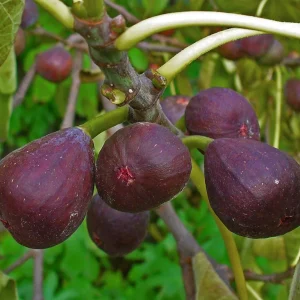 Fig Tree Seeds - Heirloom Ficus Carica Seeds, Non-GMO (Ficus carica) - Image 2