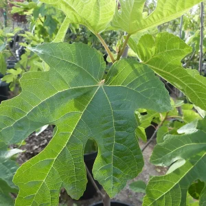 Fig Tree Seeds - Heirloom Ficus Carica Seeds, Non-GMO (Ficus carica) - Image 4