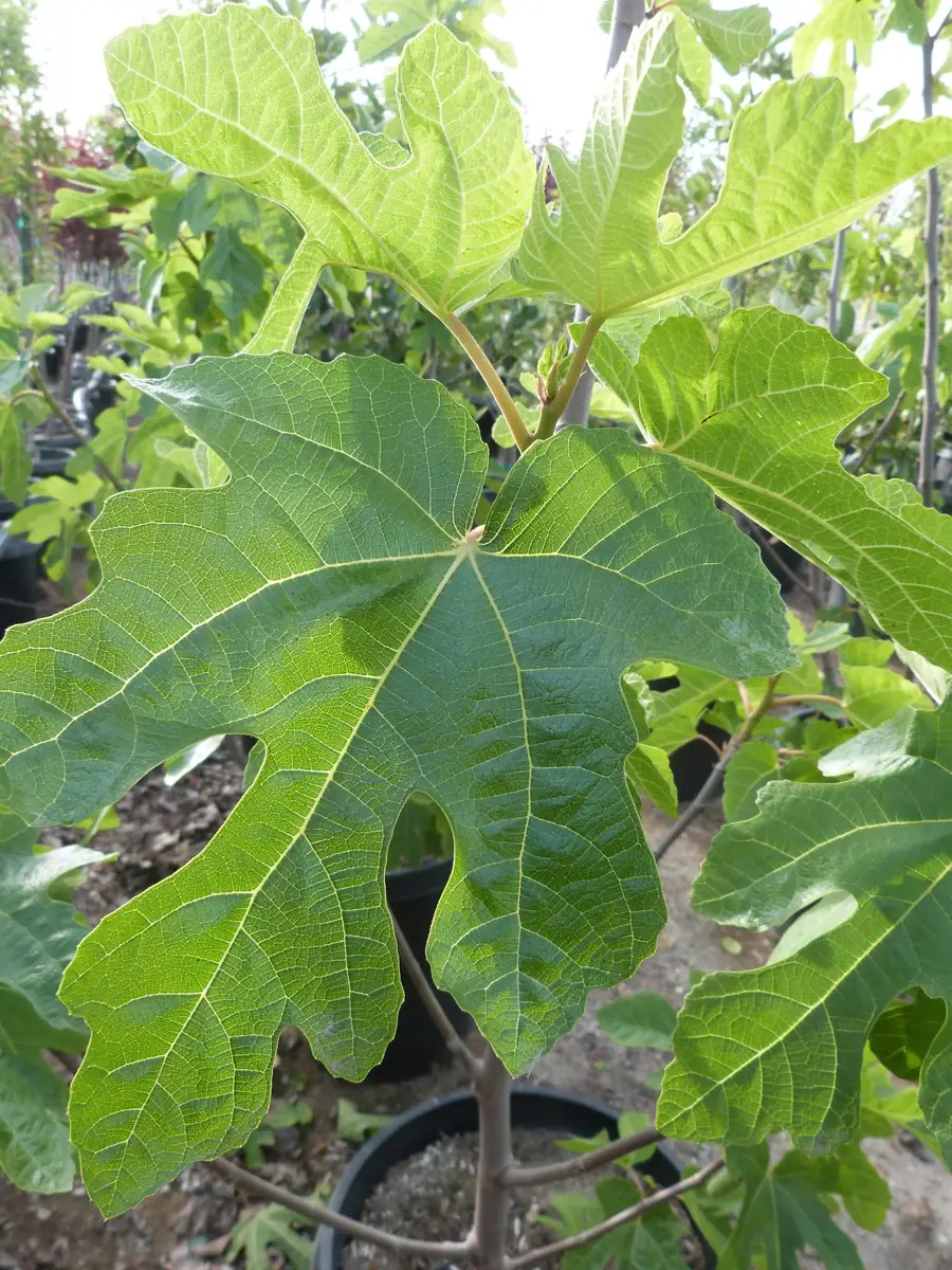 Fig Tree Seeds - Heirloom Ficus Carica Seeds, Non-GMO (Ficus carica) - Image 4