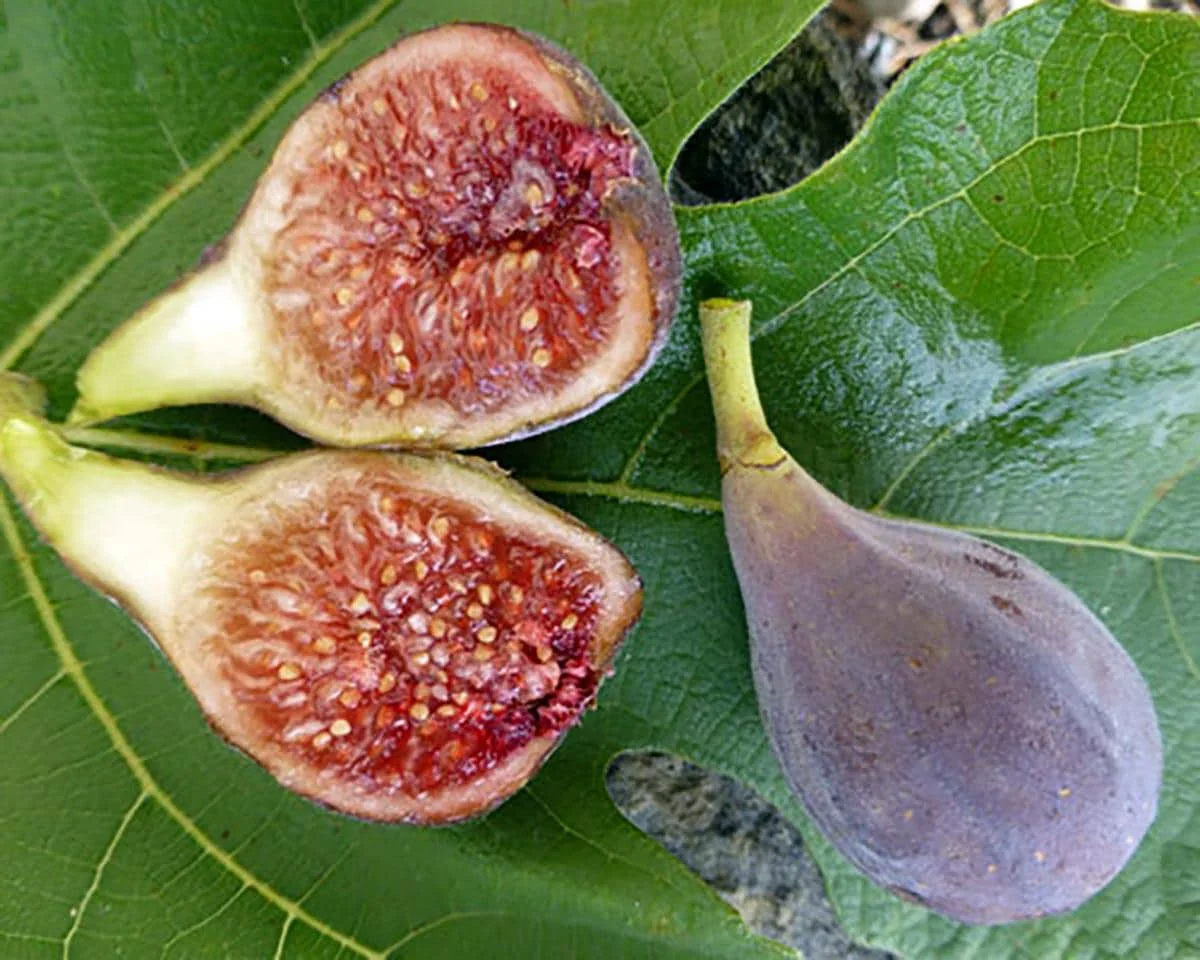 Fig Tree Seeds - Heirloom Ficus Carica Seeds, Non-GMO (Ficus carica) - Image 1