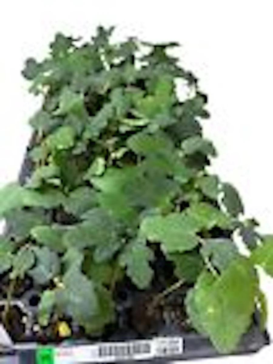 Fignomenal Dwarf Fig Tree Starter Plant - Self-Fertile Perennial Live Plant - Image 2