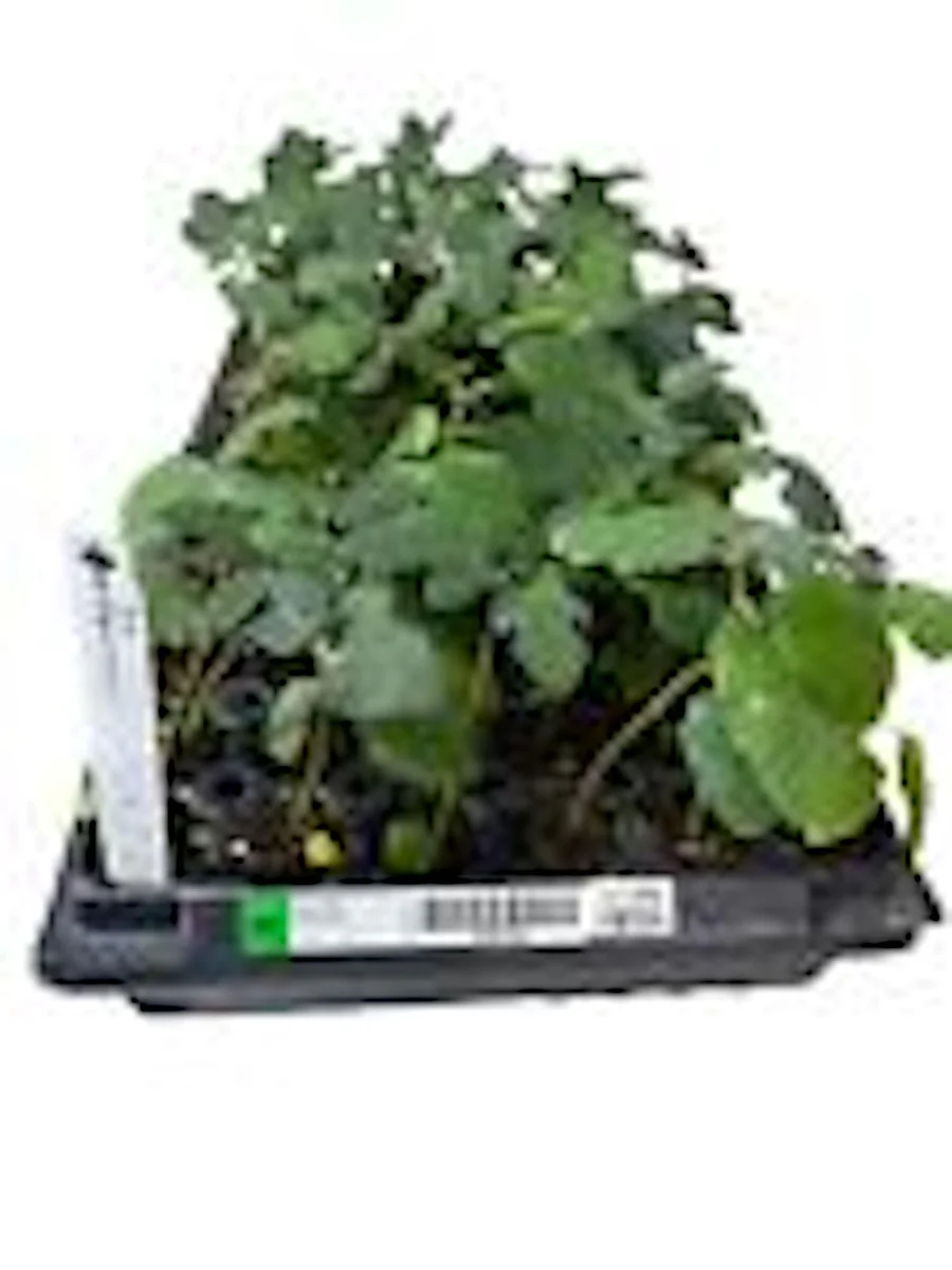 Fignomenal Dwarf Fig Tree Starter Plant - Self-Fertile Perennial Live Plant - Image 3