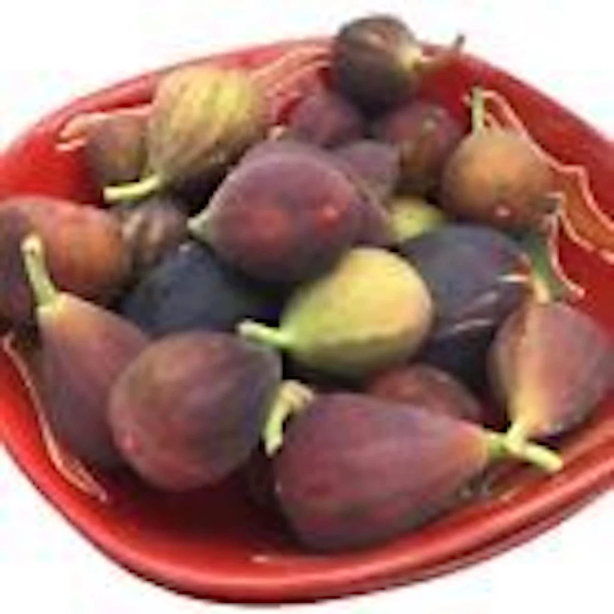 Fignomenal Dwarf Fig Tree Starter Plant - Self-Fertile Perennial Live Plant - Image 4