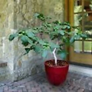 Fignomenal Dwarf Fig Tree Starter Plant - Self-Fertile Perennial Live Plant - Image 5