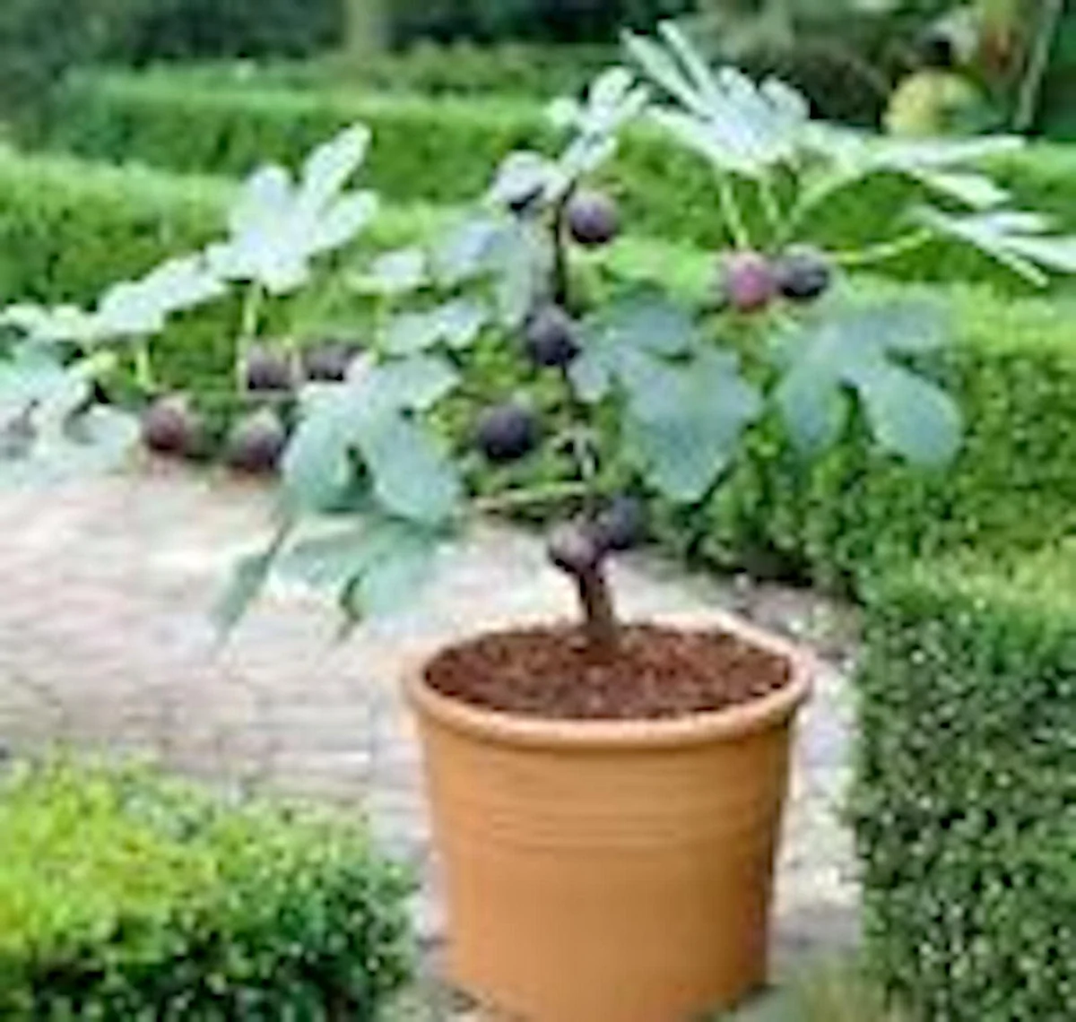 Fignomenal Dwarf Fig Tree Starter Plant - Self-Fertile Perennial Live Plant - Image 1