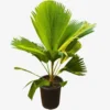 Fiji Fan Palm Live Plant, Pritchardia pacifica, 3 Gallon Pot, Tropical Outdoor/Indoor Tree - Image 1