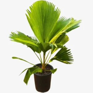 Fiji Fan Palm Live Plant, Pritchardia pacifica, 3 Gallon Pot, Tropical Outdoor/Indoor Tree - Image 1