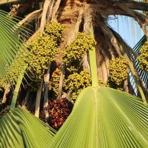 Fiji Fan Palm Live Plant, Pritchardia pacifica, 3 Gallon Pot, Tropical Outdoor/Indoor Tree - Image 2