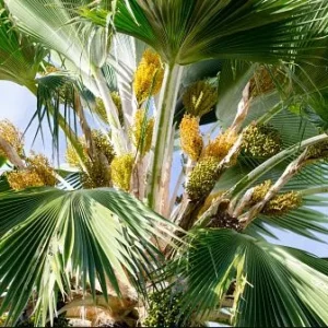 Fiji Fan Palm Live Plant, Pritchardia pacifica, 3 Gallon Pot, Tropical Outdoor/Indoor Tree - Image 3