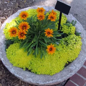 Fine Gold Leaf Sedum Live Plant – Stonecrop Succulent – 2.5 inch Pot – Indoor/Outdoor - Image 3