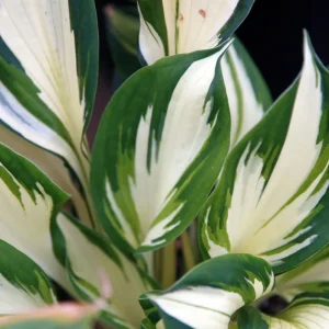 Fire and Ice Hosta Bare Root Plant - Variegated Foliage, Lavender Flowers, Zones 3-9 - Image 1