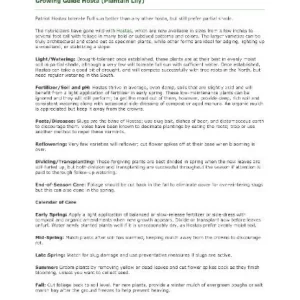 Fire and Ice Hosta Bare Root Plant - Variegated Foliage, Lavender Flowers, Zones 3-9 - Image 4