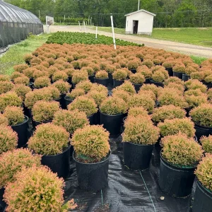 Fire Chief Arborvitae Live Plant - 3 Gallon Container - Evergreen Shrub - Image 2
