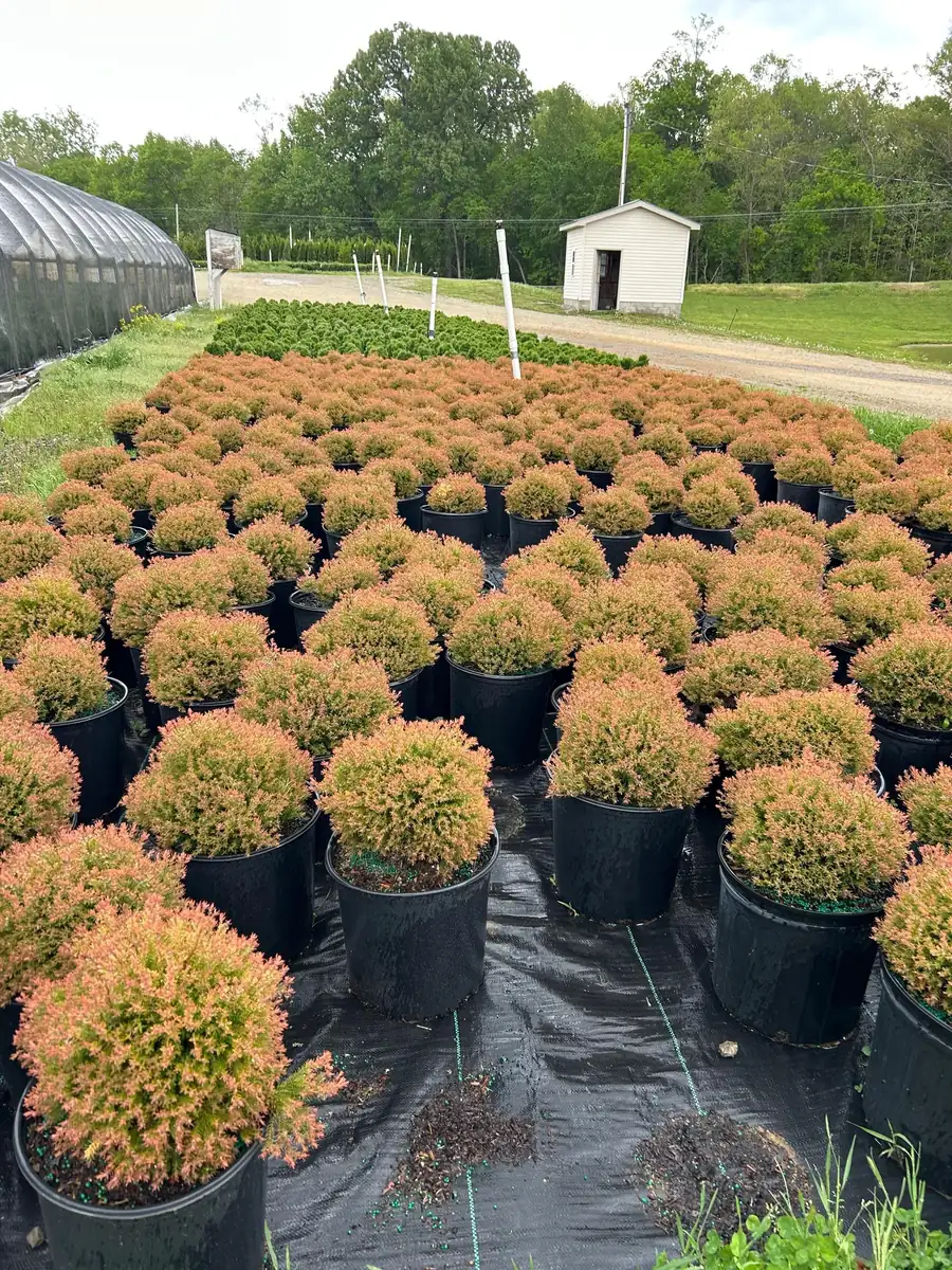 Fire Chief Arborvitae Live Plant - 3 Gallon Container - Evergreen Shrub - Image 2