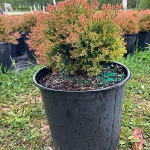 Fire Chief Arborvitae Live Plant - 3 Gallon Container - Evergreen Shrub - Image 1