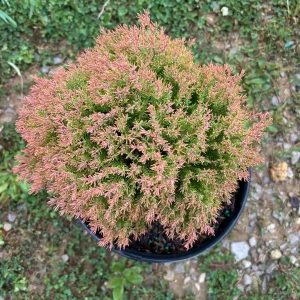 Fire Chief Arborvitae Live Plant - 3 Gallon Container - Evergreen Shrub - Image 4