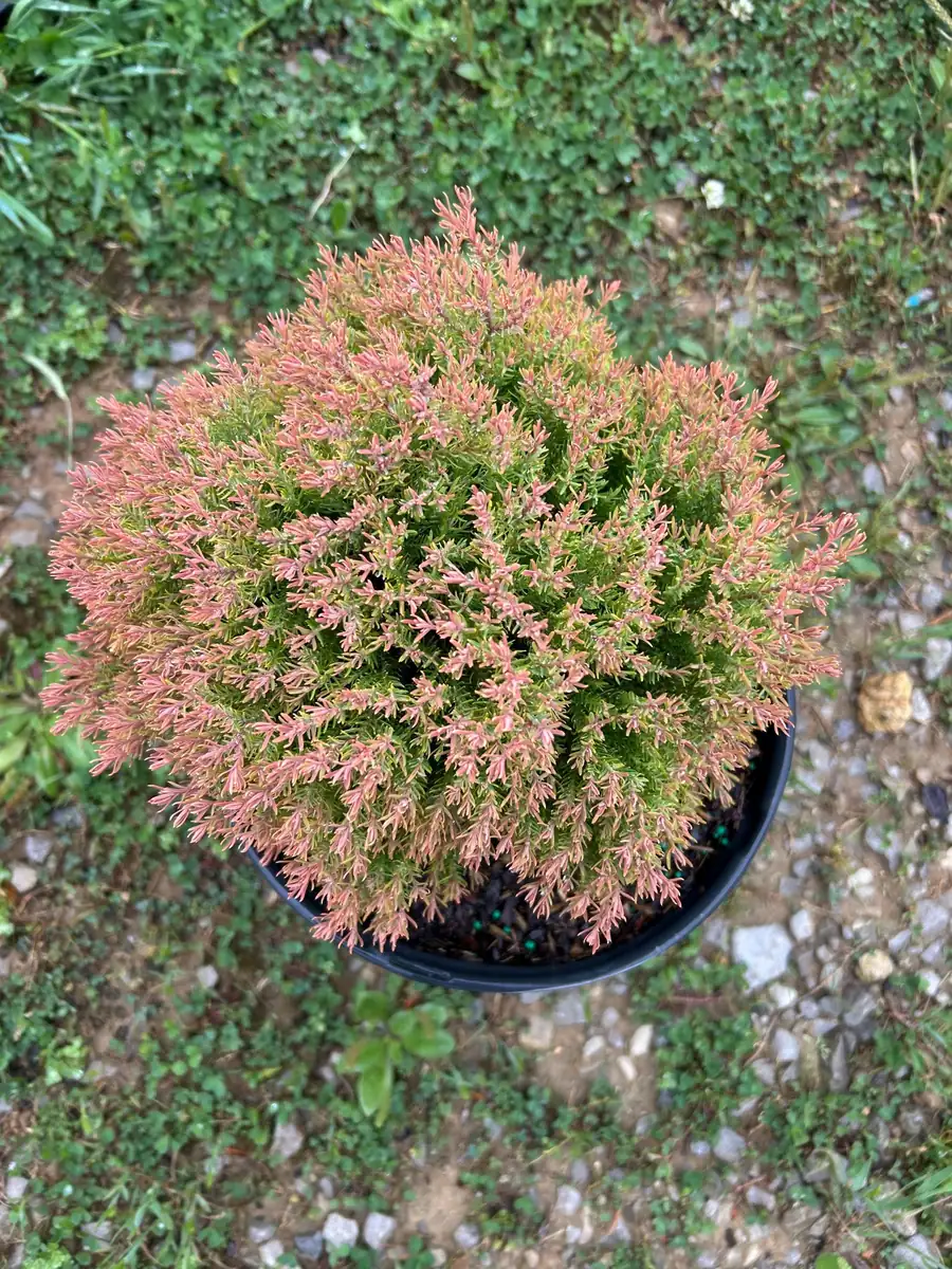 Fire Chief Arborvitae Live Plant - 3 Gallon Container - Evergreen Shrub - Image 4