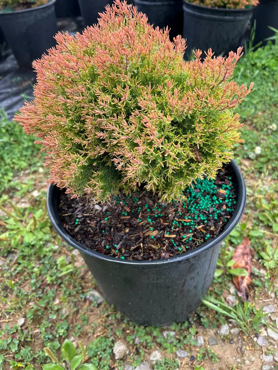 Fire Chief Arborvitae Live Plant - 3 Gallon Container - Evergreen Shrub - Image 5